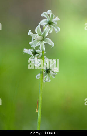 hängenden Star-of-bethlehem (Ornithogalum Nutans), Blütenstand Stockfoto