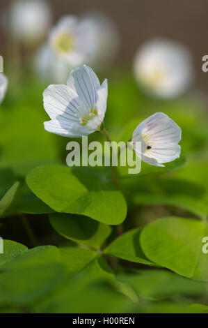 Holz-Sauerampfer, Sauerklee, Irisches Kleeblatt (Oxalis Acetosella), blühen, Deutschland Stockfoto