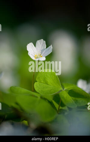 Holz-Sauerampfer, Sauerklee, Irisches Kleeblatt (Oxalis Acetosella), blühen, Deutschland Stockfoto