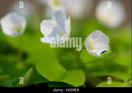 Holz-Sauerampfer, Sauerklee, Irisches Kleeblatt (Oxalis Acetosella), blühen, Deutschland Stockfoto