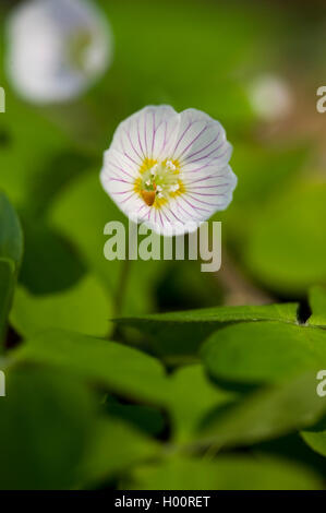 Holz-Sauerampfer, Sauerklee, Irisches Kleeblatt (Oxalis Acetosella), blühen, Deutschland Stockfoto