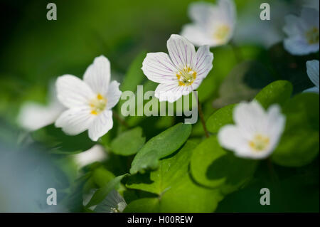 Holz-Sauerampfer, Sauerklee, Irisches Kleeblatt (Oxalis Acetosella), blühen, Deutschland Stockfoto