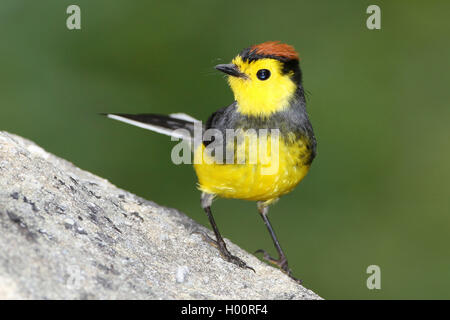 Collared redstart (Myioborus torquatus), steht auf einem Stein, Costa Rica Stockfoto