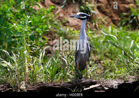 Gelb - gekrönte Nachtreiher, gekrönt Nachtreiher (Nycticorax violaceus, Nyctanassa violacea), steht am Ufer, Costa Rica Stockfoto