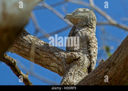 Great potoo (Nyctibius grandis), sitzt auf einem Ast gut getarnt und schläft, Costa Rica Stockfoto