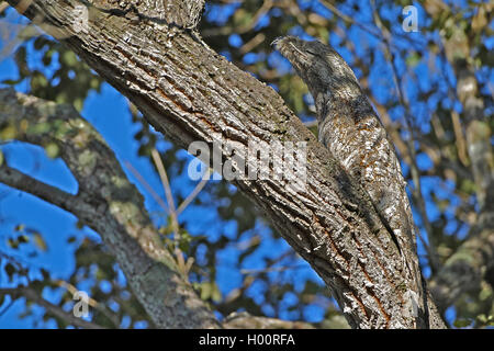 Great potoo (Nyctibius grandis), sitzt auf einem Ast gut getarnt und schläft, Costa Rica Stockfoto