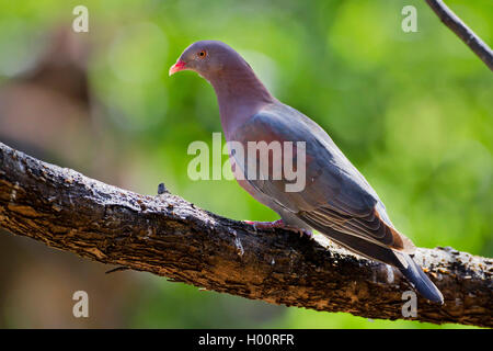 Red-billed Pigeon (Columba flavirostris, Patagioenas flavirostris), sitzt auf einem Ast, Costa Rica Stockfoto