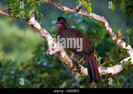 Crested guan (Penelope Purpurascens), sitzt auf einem Ast, Costa Rica Stockfoto