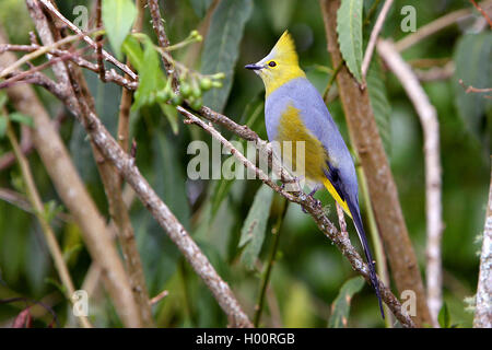 Langschwanzseidenfänger (Ptiliogonys caudatus), männlich sitzt auf einem Zweig, Costa Rica Stockfoto