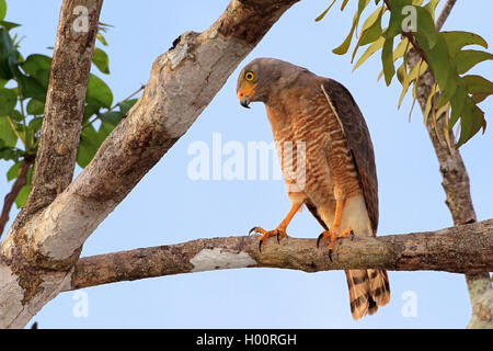 Am Straßenrand Hawk (Buteo magnirostris, Rupornis magnirostris), sitzt auf einem Ast, Costa Rica Stockfoto