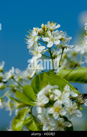 Parfümierte Kirsche, St Lucie Kirsche, Mahaleb Kirsche (Prunus Mahaleb, Cerasus Mahaleb), blühen, Deutschland Stockfoto