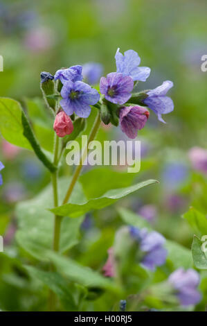 Gemeinsamen Lungenkraut (Pulmonaria Officinalis), blühen, Deutschland Stockfoto