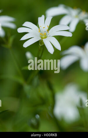 Easterbell Hahnenfußgewächse, größere Stitchwort (Stellaria Holostea), Blume, Deutschland Stockfoto