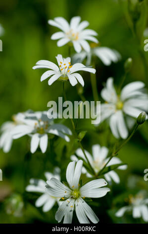 Easterbell Hahnenfußgewächse, größere Stitchwort (Stellaria Holostea), Blume, Deutschland Stockfoto