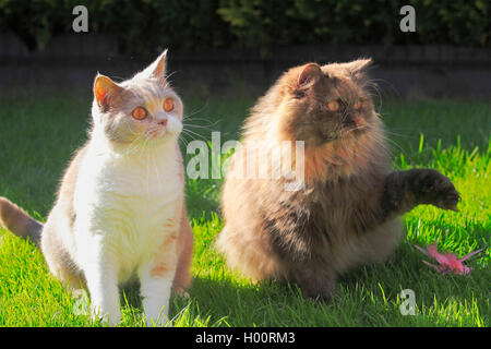 Britisch Langhaar, Highlander, Lowlander (Felis silvestris f. catus), vier Jahre alt Britisch Kurzhaar Katze in der Farbe lilac schildpatt Weiß sitzen zusammen mit einem drei Jahre alten Britisch Langhaar Katze in chocolate schildpatt in einer Wiese Stockfoto