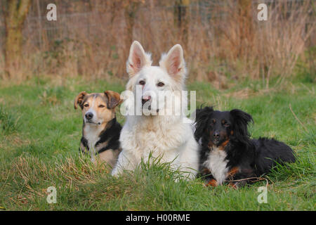 Gemischte Rasse Hund (Canis lupus f. familiaris), drei Hunde nebeneinander liegend auf der Wiese im Garten, Deutschland Stockfoto