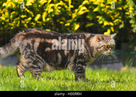 Britisch Kurzhaar (Felis silvestris f. catus), elf Jahre alte Kater in black Classic tabby, der im Garten ging, Seitenansicht Stockfoto