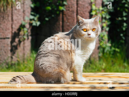 Britisch Kurzhaar (Felis silvestris f. catus), vier Jahre alt Britisch Kurzhaar Katze in lilac schildpatt weiß Sitzen im Garten Stockfoto