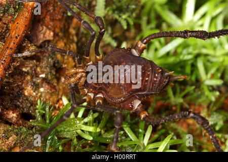 Schnitter (Glysterus), auf dem Boden, Costa Rica Stockfoto