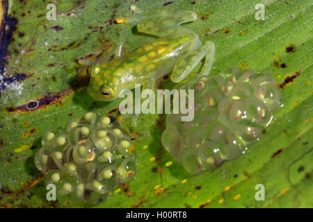 Glasfrosch, Hyalinobatrachium Valerioi (Hyalinobatrachium Valerioi