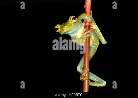 Rot-webbed Treefrog, Canal Zone, Hypsiboas rufitelus Treefrog (Hyla rufitelus, Boana rufitela, Hyla Pedunculata), an einen Stiel, Costa Rica Stockfoto