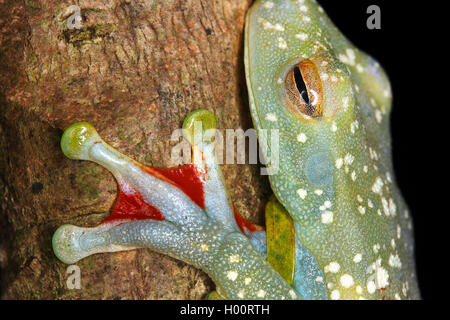 Rot-webbed Treefrog, Canal Zone, Hypsiboas rufitelus Treefrog (Hyla rufitelus, Boana rufitela, Hyla Pedunculata), an einen Baumstamm, Costa Rica Stockfoto