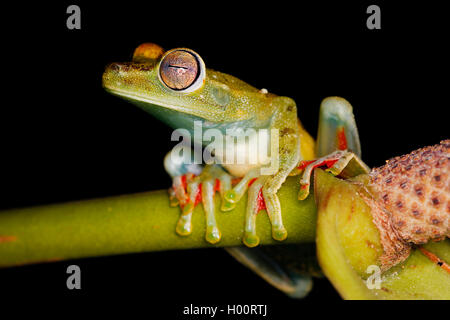 Rot-webbed Treefrog, Canal Zone, Hypsiboas rufitelus Treefrog (Hyla rufitelus, Boana rufitela, Hyla Pedunculata), eine einen Stiel, Costa Rica Stockfoto
