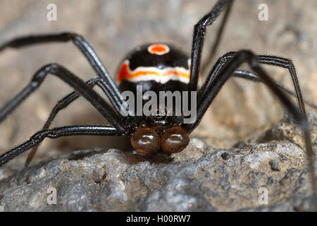 Südliche Schwarze Witwe (Latrodectus mactans), männlich, Costa Rica Stockfoto