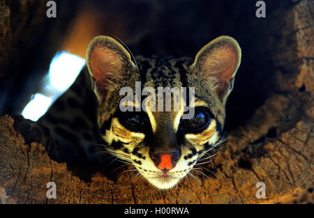 Margay (Leopardus wiedii), Porträt, Costa Rica Stockfoto