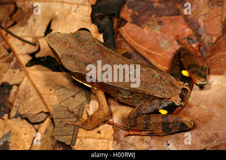 Brillante Wald Frosch, Warszewitsch Frog's (Lithobates warszewitschii, Rana warszewitschii), auf Laub, Costa Rica Stockfoto