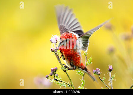 White-winged Gegenwechsel (Loxia leucoptera), Landung auf Distel, Deutschland Stockfoto