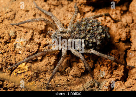 Tropische wolf spider (Lycosidae), mit vielen Spiderlings auf seinem Rücken, Costa Rica Stockfoto