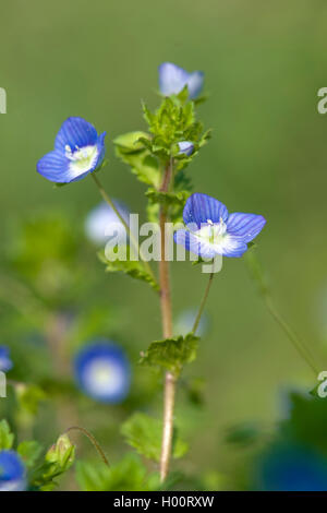 Buxbaums Ehrenpreis, persischer Ehrenpreis (Veronica Persica), blühen, Deutschland Stockfoto