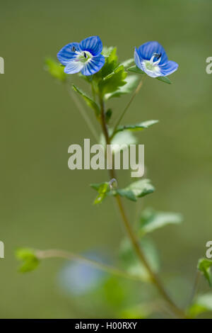 Buxbaums Ehrenpreis, persischer Ehrenpreis (Veronica Persica), blühen, Deutschland Stockfoto