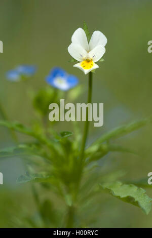 kultiviert, Stiefmütterchen, Feld Stiefmütterchen, kleine wilde Stiefmütterchen (Viola Arvensis), Blume, Deutschland Stockfoto