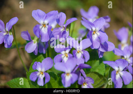 Haarige Veilchen (Viola hirta), Blumen, Deutschland Stockfoto