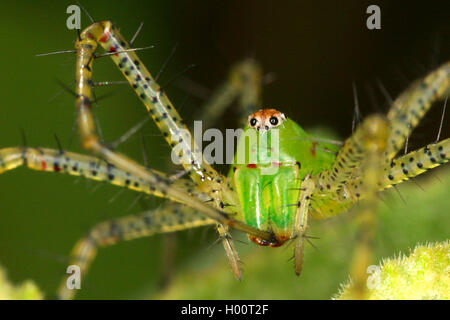 Lynx spider (Peucetia viridans), Porträt, Costa Rica Stockfoto