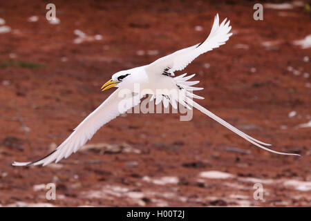 White-tailed Tropic bird (Phaethon Lepturus), im Flug, Seychellen Stockfoto