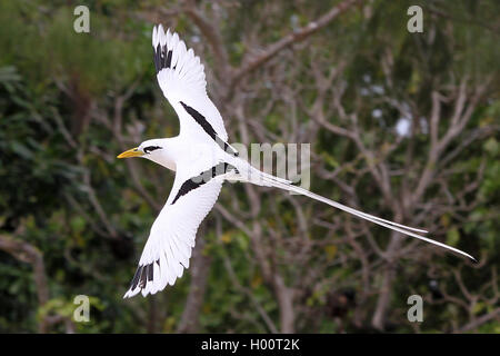 White-tailed Tropic bird (Phaethon Lepturus), im Flug, Seychellen Stockfoto