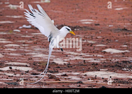 White-tailed Tropic bird (Phaethon Lepturus), im Flug, Seychellen Stockfoto