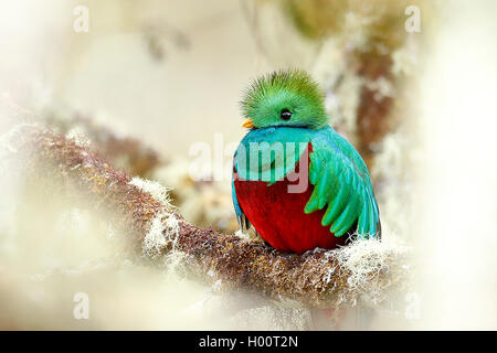 Glänzende Quetzal (Pharomachrus mocinno), männlich, Costa Rica Stockfoto