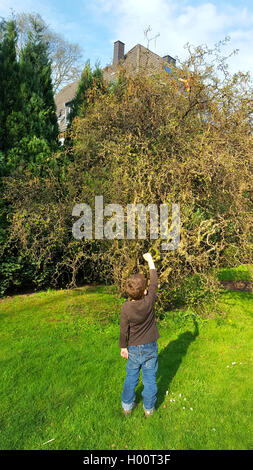 Korkenzieher Hasel, gemeinsame Hasel (Corylus avellana 'Contorta' Corylus avellana Contorta), kleiner Junge stand vor einer Korkenzieher Hasel, Deutschland Stockfoto