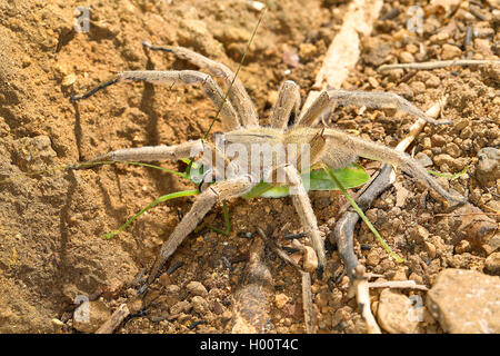 Brasilianische Wandering Spinne (Phoneutria Boliviensis), auf dem Boden, Costa Rica Stockfoto