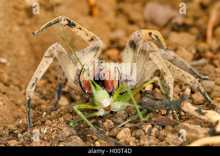 Brasilianische Wandering Spinne (Phoneutria Boliviensis), auf dem Boden, Costa Rica Stockfoto