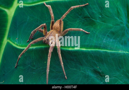 Brasilianische Wandering Spinne (Phoneutria Boliviensis), sitzt auf einem Blatt, Costa Rica Stockfoto