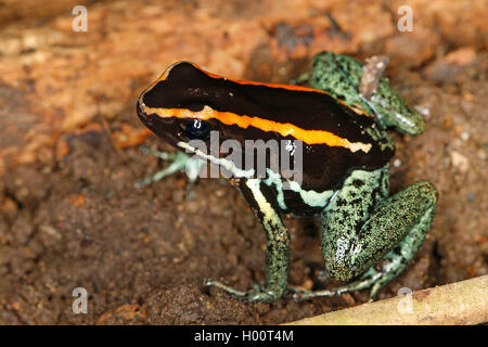 Orange-schwarzes Poison-dart Frog, Golfodulcean Pfeilgiftfrosch (Phyllobates vittatus), sitzt auf dem Boden, Costa Rica Stockfoto