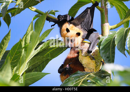 Flying Fox, Seychellen Seychellen Obst bat (Pteropus seychellensis), zwei flughunde auf eine Frucht am Baum feed, Seychellen Stockfoto