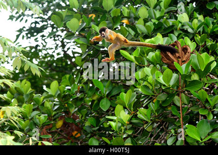 Red-backed Totenkopfäffchen, zentralen amerikanischen Totenkopfäffchen (Saimiri oerstedii), springt von einem Baum zu einer anderen, Costa Rica Stockfoto