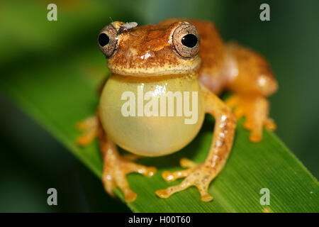 Enge - vorangegangen Treefrog, Sipurio Snouted Treefrog, Olive-snouted Treefrog (Scinax elaeochroa), quaken männlichen auf einem Blatt, Costa Rica Stockfoto