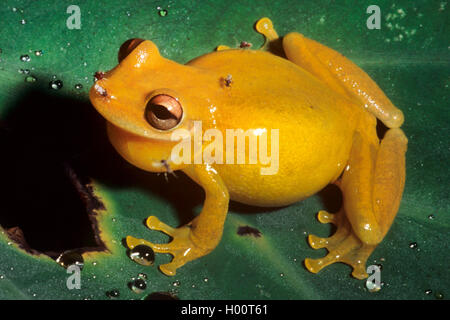 Enge - vorangegangen Treefrog, Sipurio Snouted Treefrog, Olive-snouted Treefrog (Scinax elaeochroa), Male auf ein Blatt, Costa Rica Stockfoto